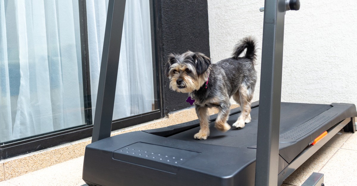 Let's Talk About Dog Treadmills